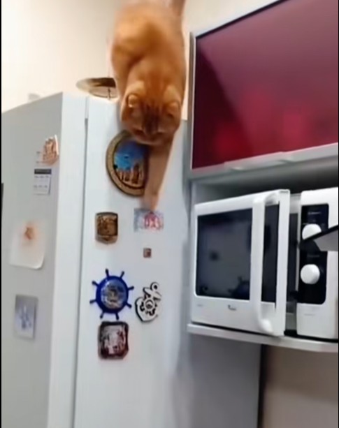 Cat fall ! 😂