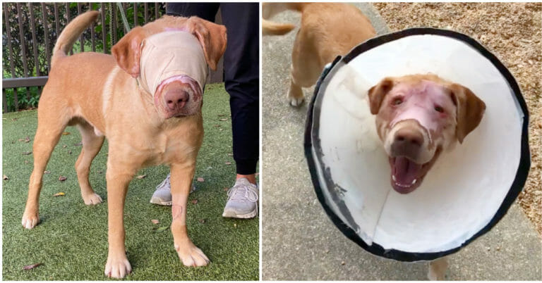 That was the case for one dog