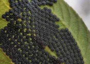 “Surprising Garden Finds: What to Do If You Spot These on Your Plants”