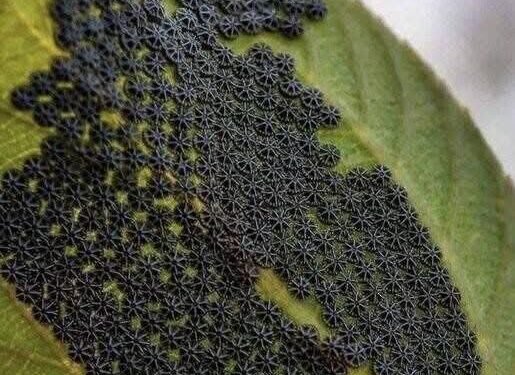 “Surprising Garden Finds: What to Do If You Spot These on Your Plants”