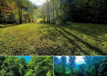 Wide-Open 60 Acres of Land in Hagerhill, KY