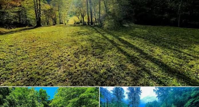 Wide-Open 60 Acres of Land in Hagerhill, KY
