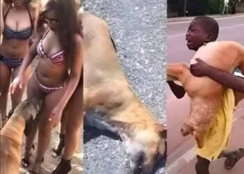 Why Your Dog Is Obsessed With Sniffing Your Private Parts! The Hidden Science Behind This Embarrassing Habit