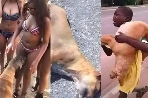 Why Your Dog Is Obsessed With Sniffing Your Private Parts! The Hidden Science Behind This Embarrassing Habit