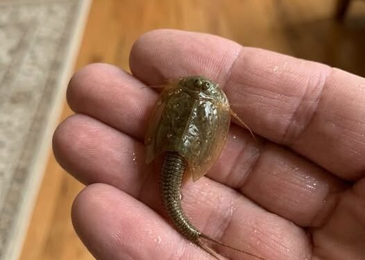 I found this in a flooded ditch. I caught it and brought it home in a jar.