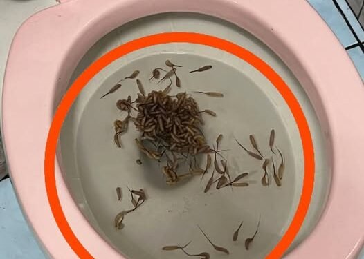 These things show up in my toilet after it rains. Any idea what they are?