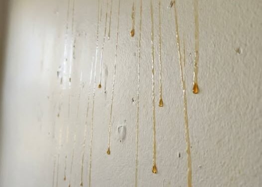 Yellow Stuff Starts Dripping Down Your Bathroom Walls? Here’s What It Might Be