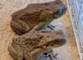 Why a Toad Might Appear in Your Home and What It Could Mean