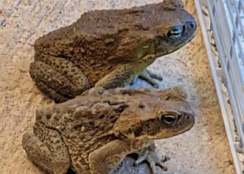 Why a Toad Might Appear in Your Home and What It Could Mean