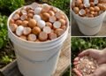 Don’t Toss Those Eggshells: 17 Ways to Reuse Them