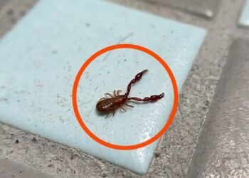 In the evening, I went into the bathroom and saw this on the floor.