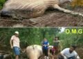 The whale was found far from…