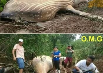 The whale was found far from…