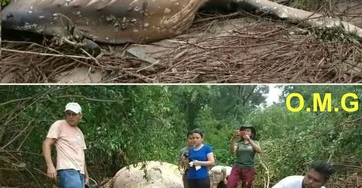 The whale was found far from…