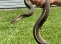 8 Easy Ways To Keep Snakes Away From Your Yard