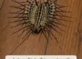 I just saw a nightmare with too many legs in my basement—should I be worried?