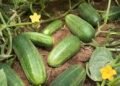 DOCTORS FINALLY REVEAL THE HIDDEN IMPACT OF EATING CUCUMBERS EVERY DAY