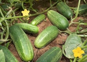 DOCTORS FINALLY REVEAL THE HIDDEN IMPACT OF EATING CUCUMBERS EVERY DAY