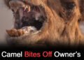 Neglected camel kills owner after hours tied in scorching heat
