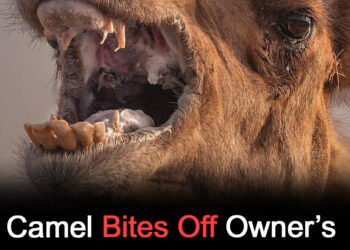Neglected camel kills owner after hours tied in scorching heat