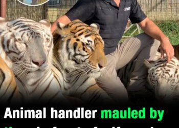 ‘Tiger King’ associate dies after being mauled by tiger during live performance