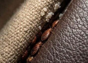Sofa Surprise: The Strange Thing I Found Hidden in My Couch — And Why It Wasn’t What I Feared