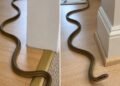 The Terrifying Secret About Snakes In Your House And Exactly What You Must Do Immediately