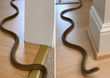 The Terrifying Secret About Snakes In Your House And Exactly What You Must Do Immediately