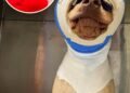 Buddy was cruelly set on fire and strangled with an extension cord – but look at him today