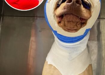 Buddy was cruelly set on fire and strangled with an extension cord – but look at him today