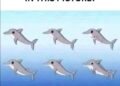 How many dolphins can you spot in the picture?