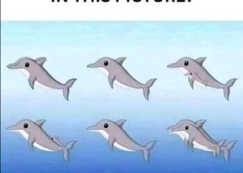 How many dolphins can you spot in the picture?
