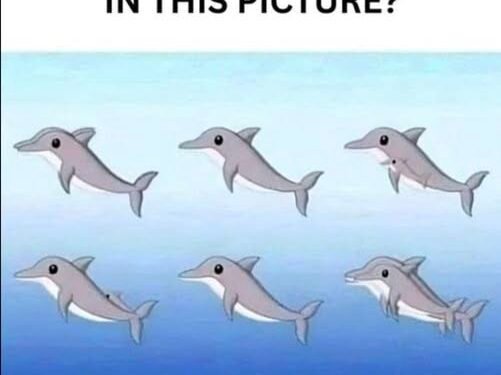 How many dolphins can you spot in the picture?