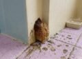 Home Alone for 10 Days, Resident Returns to Strange Bathroom Growth—Turns Out to Be Harmless Slime Mold