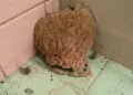 We went on vacation for a week. When we came back, we discovered this in the bathroom.