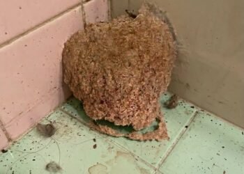 We went on vacation for a week. When we came back, we discovered this in the bathroom.