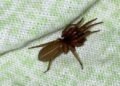 “The Red-Fanged Night Hunter: Meet the Spider That Hunts Without a Web”