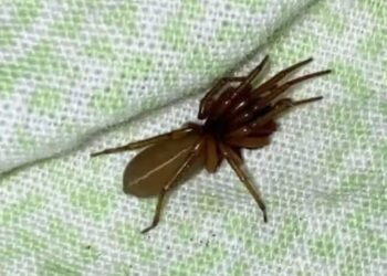 “The Red-Fanged Night Hunter: Meet the Spider That Hunts Without a Web”