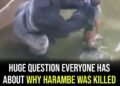 Question everyone has about why Harambe was killed has been answered – 10 years after his death
