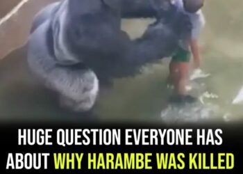 Question everyone has about why Harambe was killed has been answered – 10 years after his death