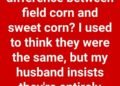 Comparing Field Corn and Sweet Corn
