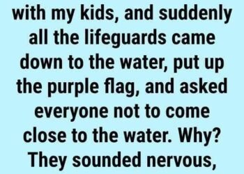 Why You May See a Purple Flag at the Beach: Understanding Ocean Safety and Marine Life Warnings