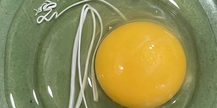 This morning, I woke up and decided to make fried eggs.