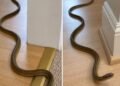 What It Really Means When You Find a Snake Inside Your Home