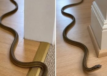 What It Really Means When You Find a Snake Inside Your Home