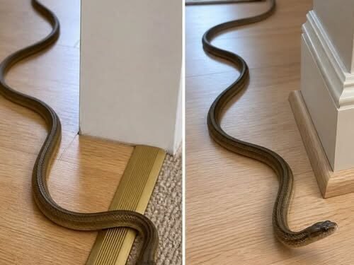 What It Really Means When You Find a Snake Inside Your Home