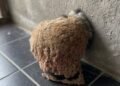 We Returned From Vacation and Discovered an Unexpected Surprise in Our Bathroom