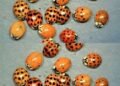 What It Means If You See a Yellow Ladybug: Symbolism, Science, and Natural Significance