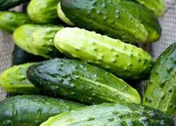 Doctors reveal that eating cucumber in salads causes…