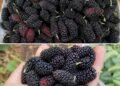 Most People Don’t Know This Fruit Exists—But It May Support Eye Health and Blood Pressure Naturally